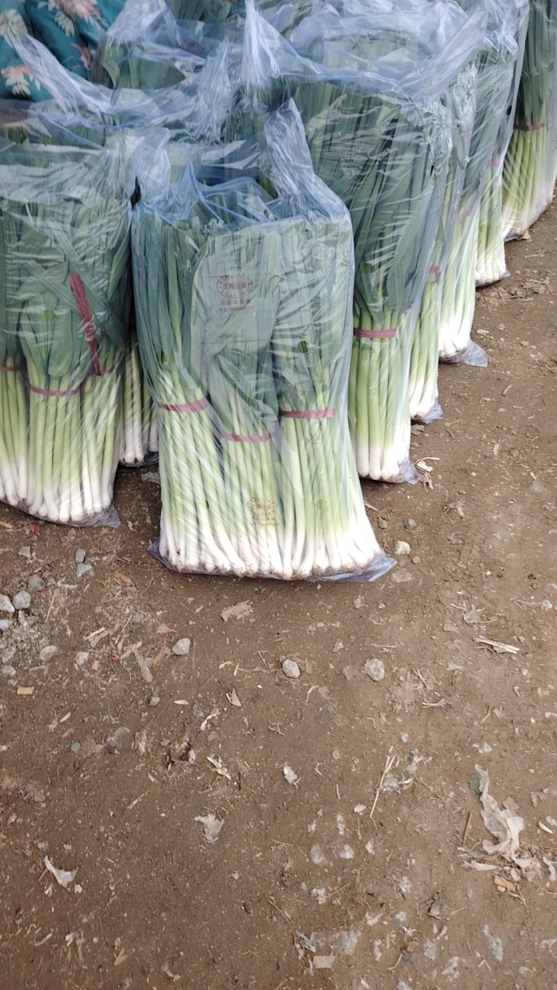 精品扒皮青蒜苗大量现货供应需要的联系价格美丽️