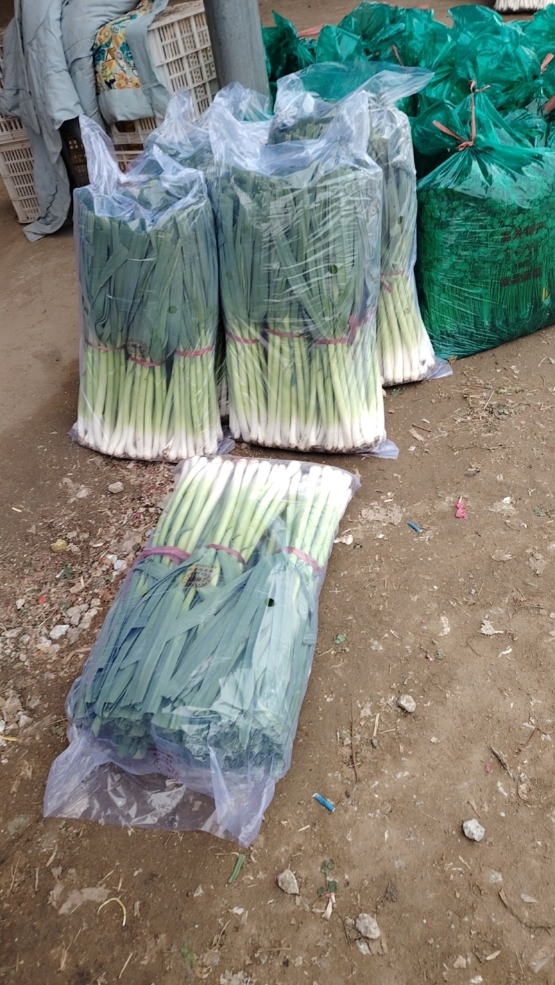 精品扒皮青蒜苗大量现货供应需要的联系价格美丽️