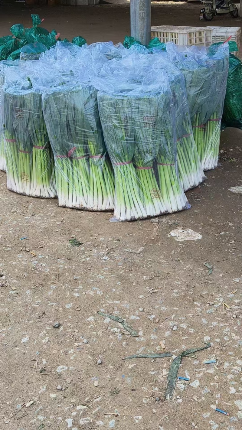 精品扒皮青蒜苗大量现货供应需要的联系价格美丽️