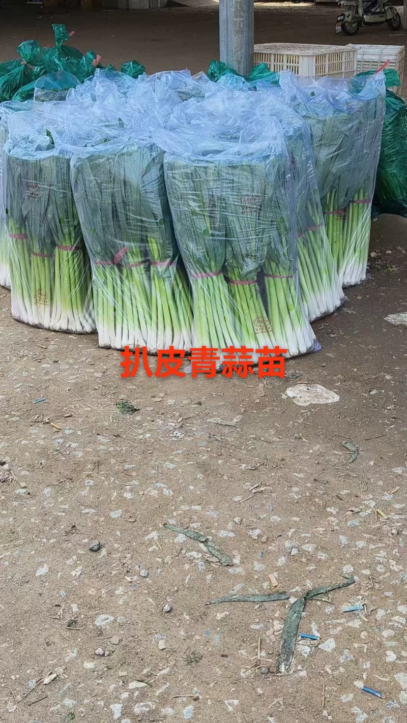 精品扒皮青蒜苗大量现货供应需要的联系价格美丽️