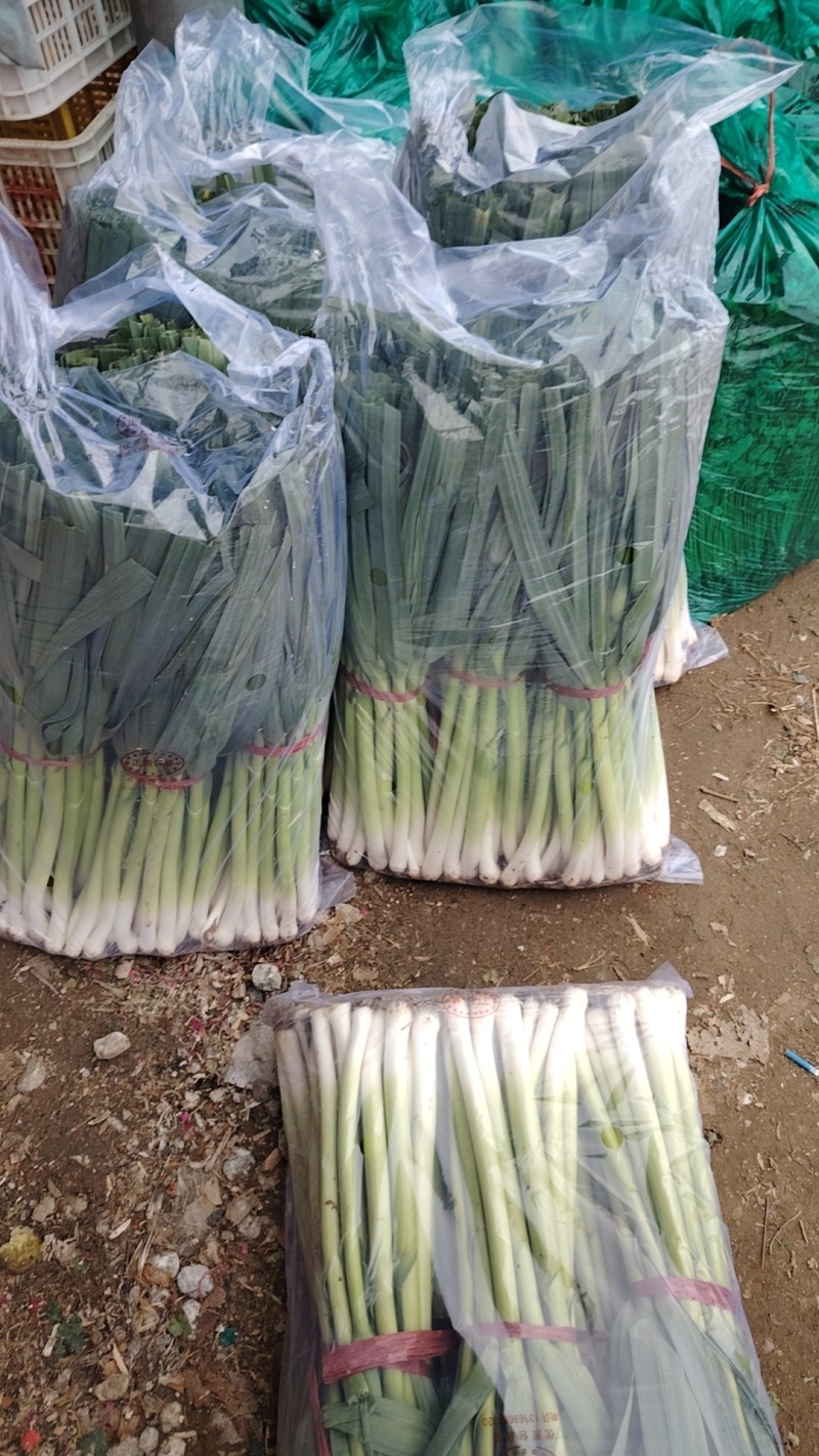 精品扒皮青蒜苗大量现货供应需要的联系价格美丽️
