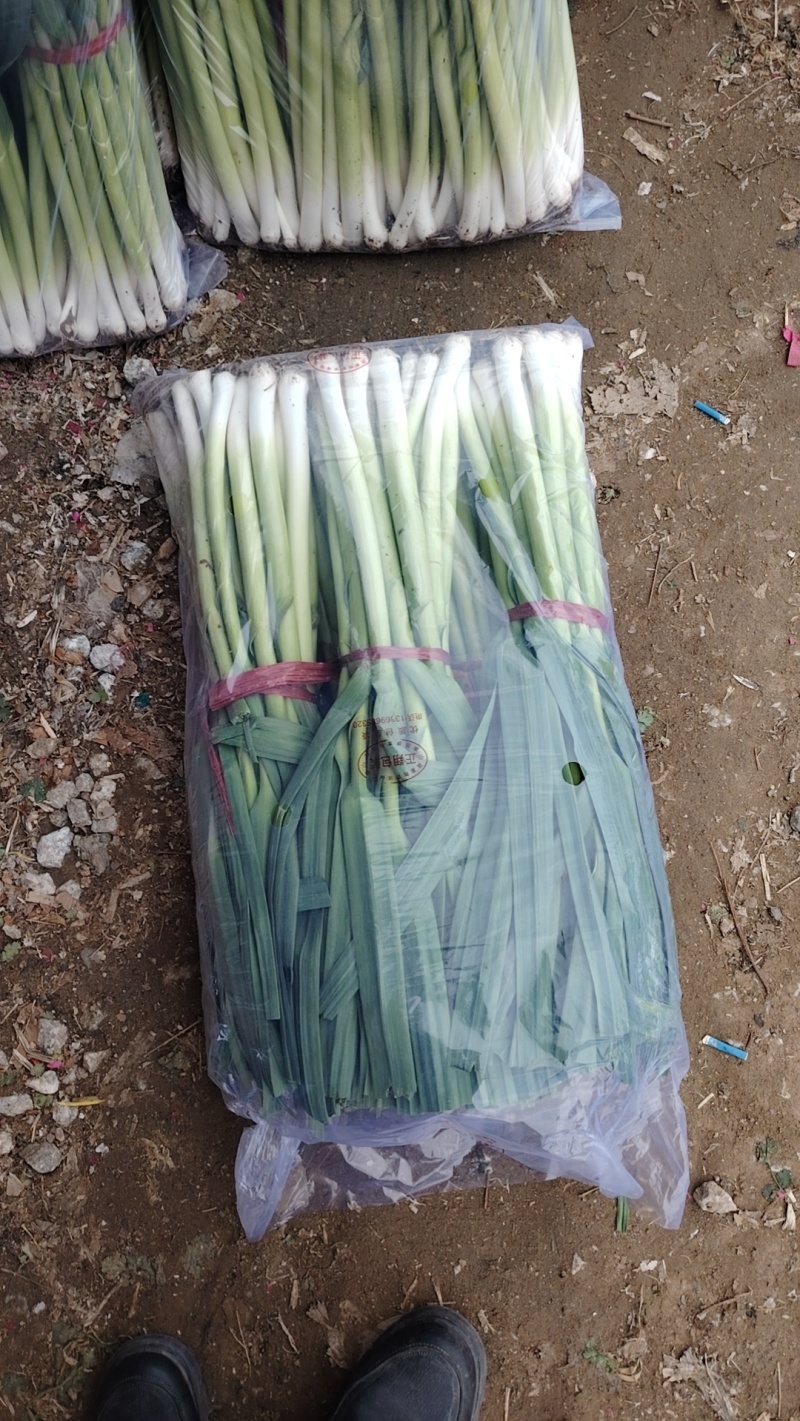 精品扒皮青蒜苗大量现货供应需要的联系价格美丽️