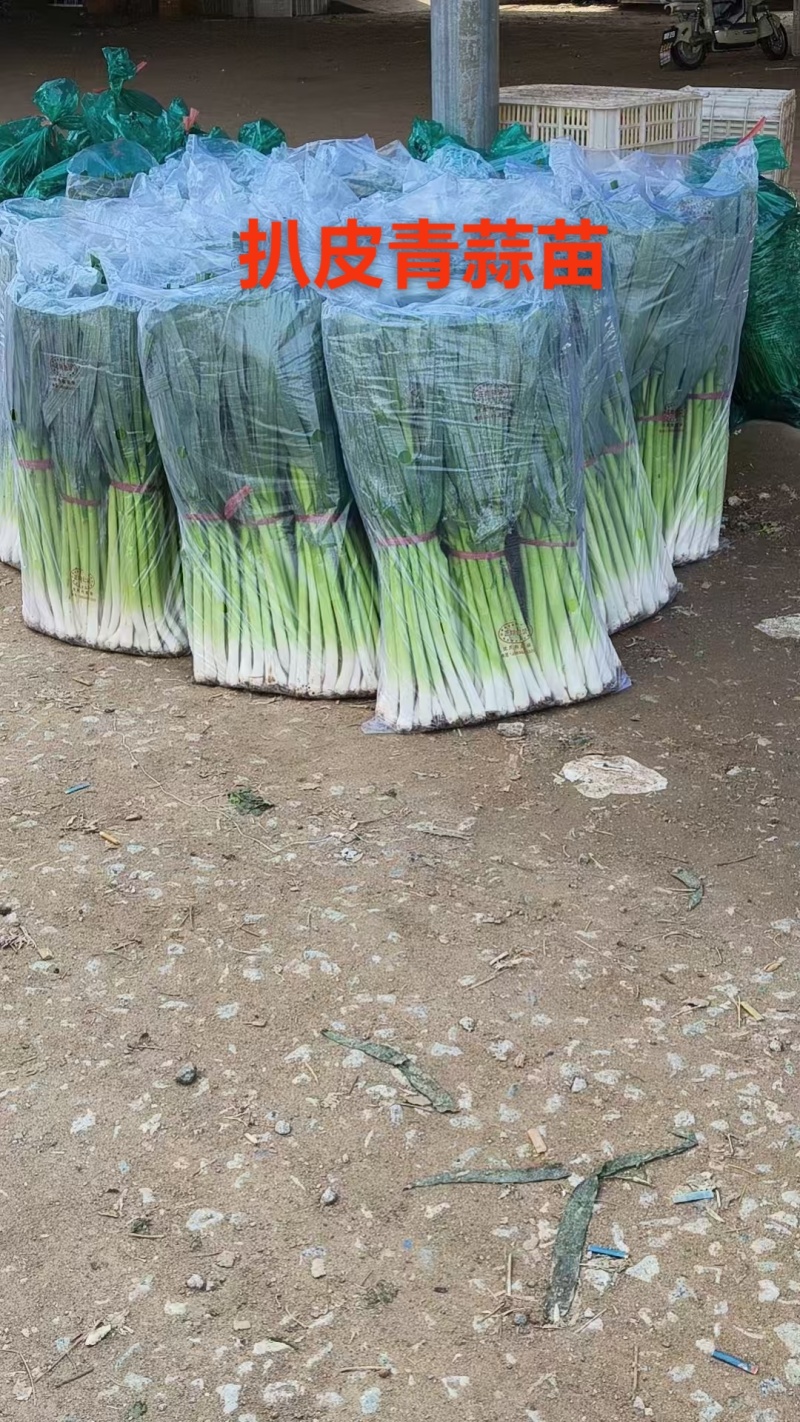 精品扒皮青蒜苗大量现货供应需要的联系价格美丽️