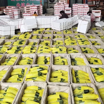 羊角蜜甜瓜，产地大量供应，保质保量，专业代办，代收代发全
