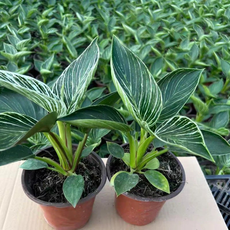 绿金钻绿公主蔓绿绒花卉植物苗圃直发货源充足