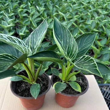 绿金钻绿公主蔓绿绒花卉植物苗圃直发货源充足
