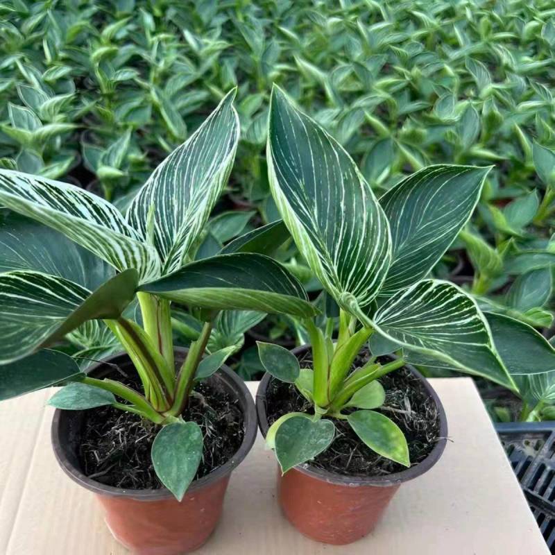 绿金钻绿公主蔓绿绒花卉植物苗圃直发货源充足