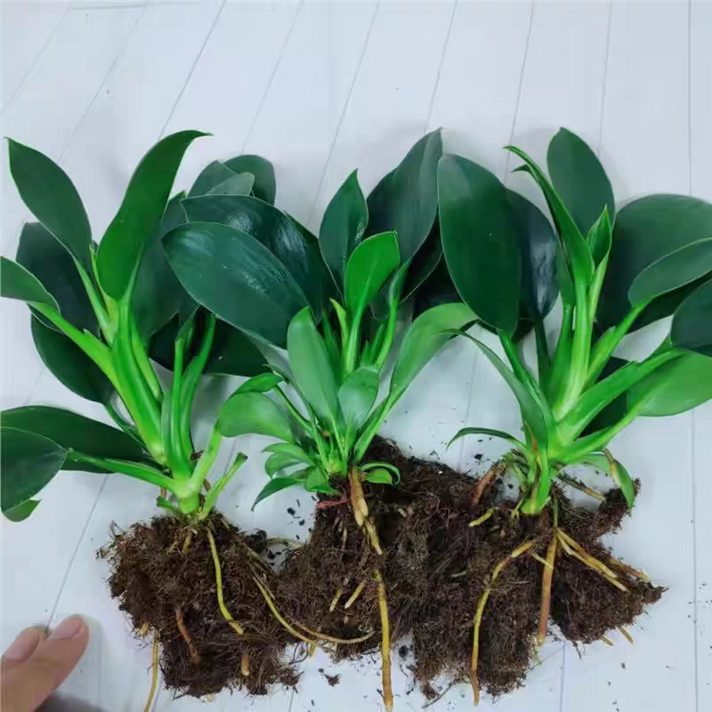 绿金钻绿公主蔓绿绒花卉植物苗圃直发货源充足