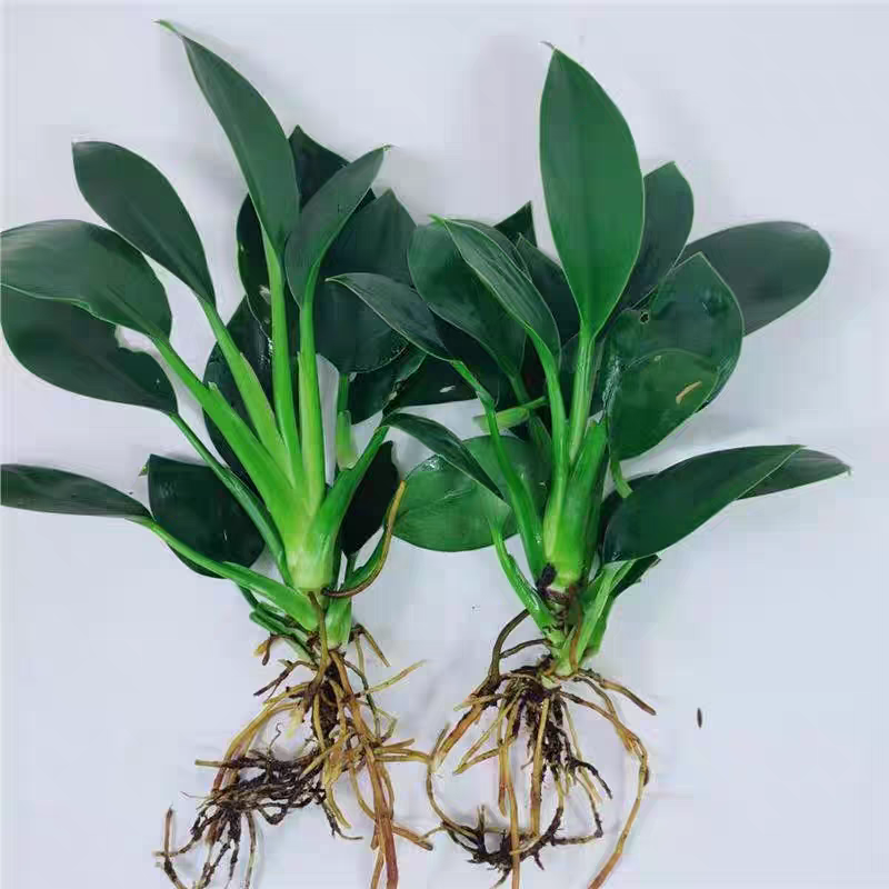 绿金钻绿公主蔓绿绒花卉植物苗圃直发货源充足