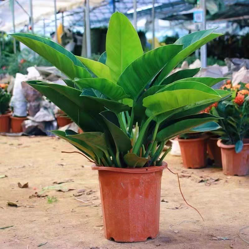 绿金钻绿公主蔓绿绒花卉植物苗圃直发货源充足
