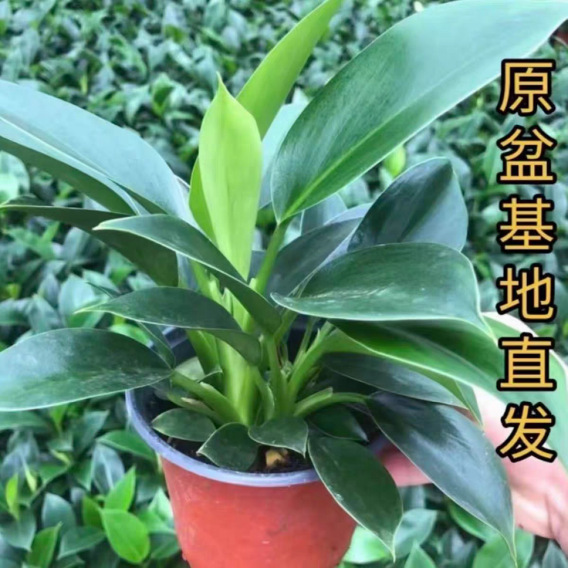绿金钻绿公主蔓绿绒花卉植物苗圃直发货源充足