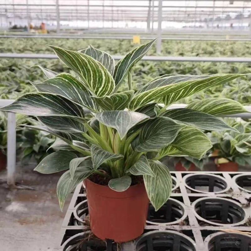 绿金钻绿公主蔓绿绒花卉植物苗圃直发货源充足
