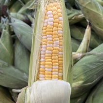 水果玉米，甜玉米🌽