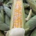 水果玉米，甜玉米🌽