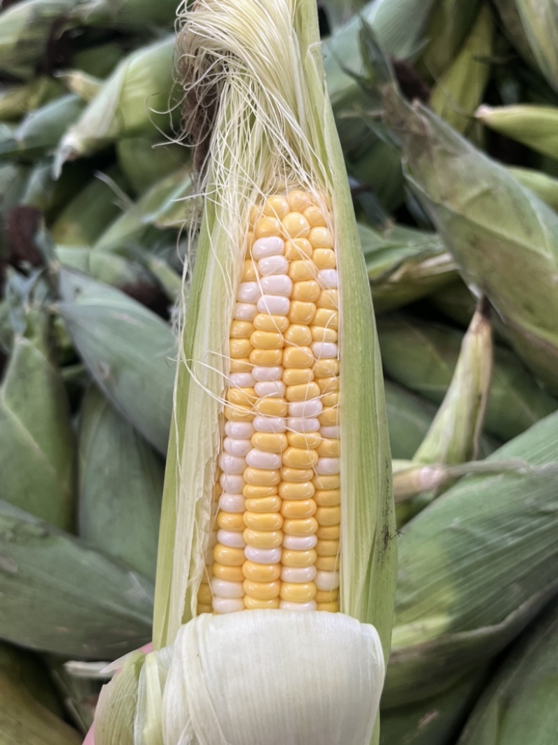 水果玉米，甜玉米🌽