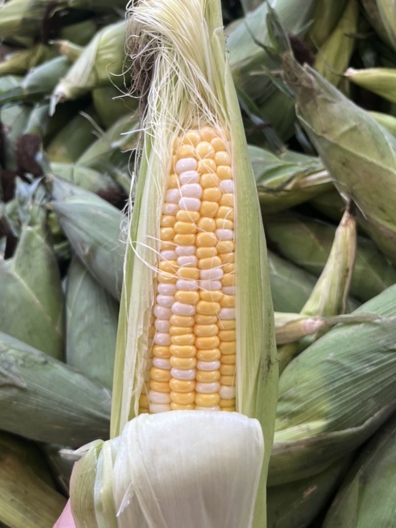 水果玉米，甜玉米🌽