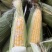 水果玉米，甜玉米🌽