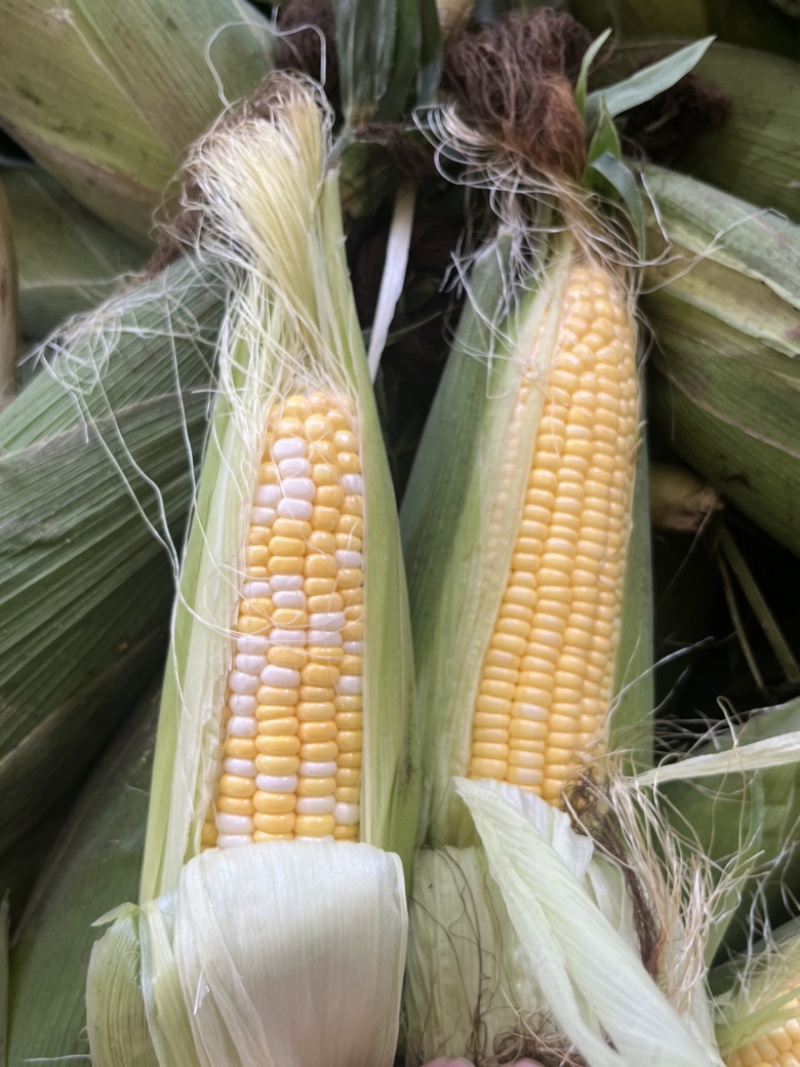 水果玉米，甜玉米🌽