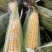 水果玉米，甜玉米🌽