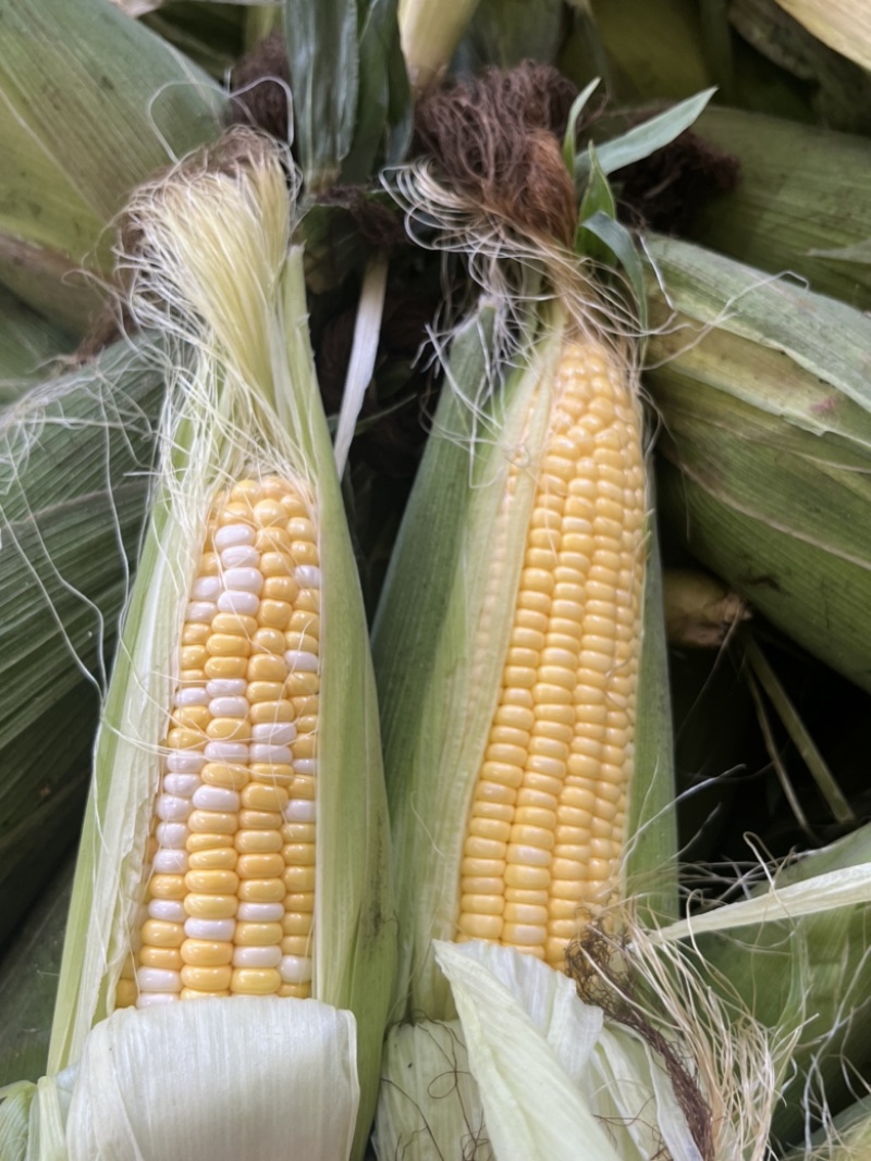 水果玉米，甜玉米🌽