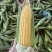 水果玉米，甜玉米🌽