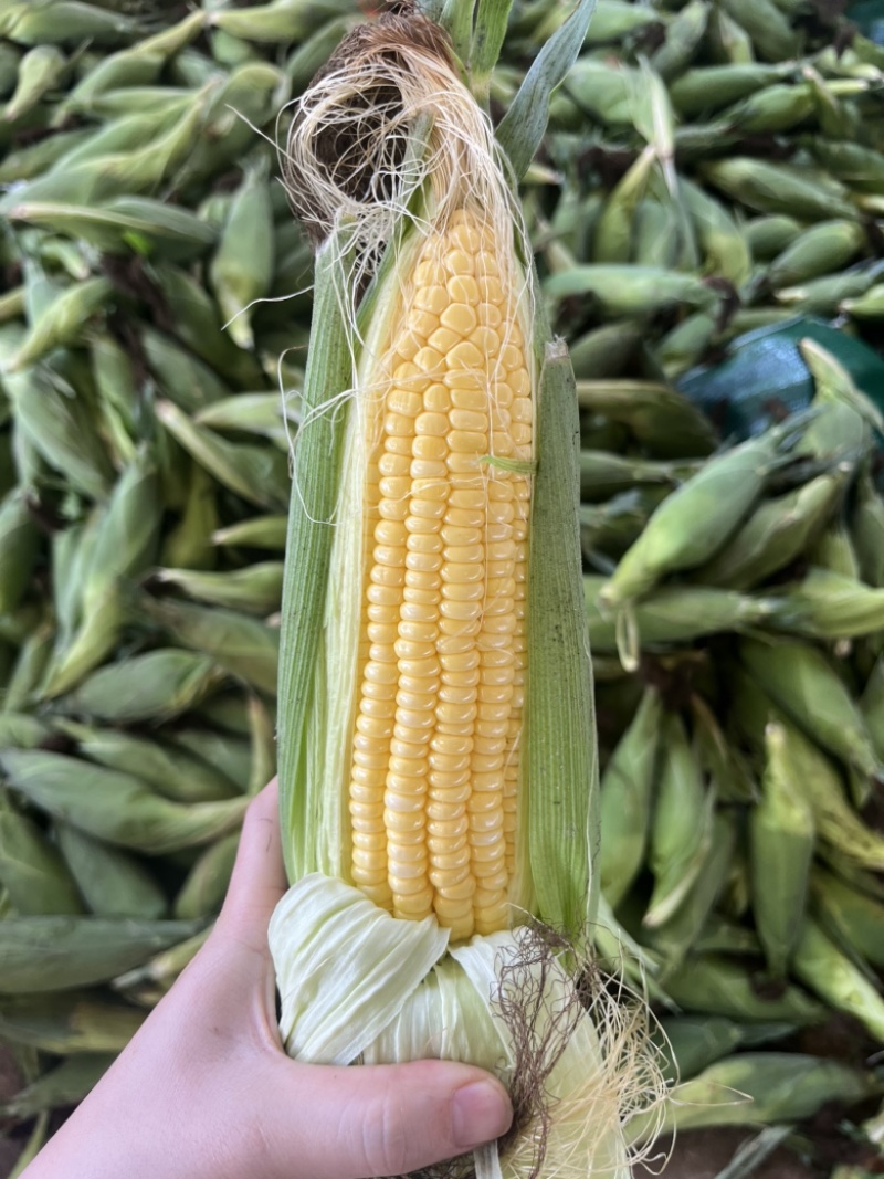 水果玉米，甜玉米🌽