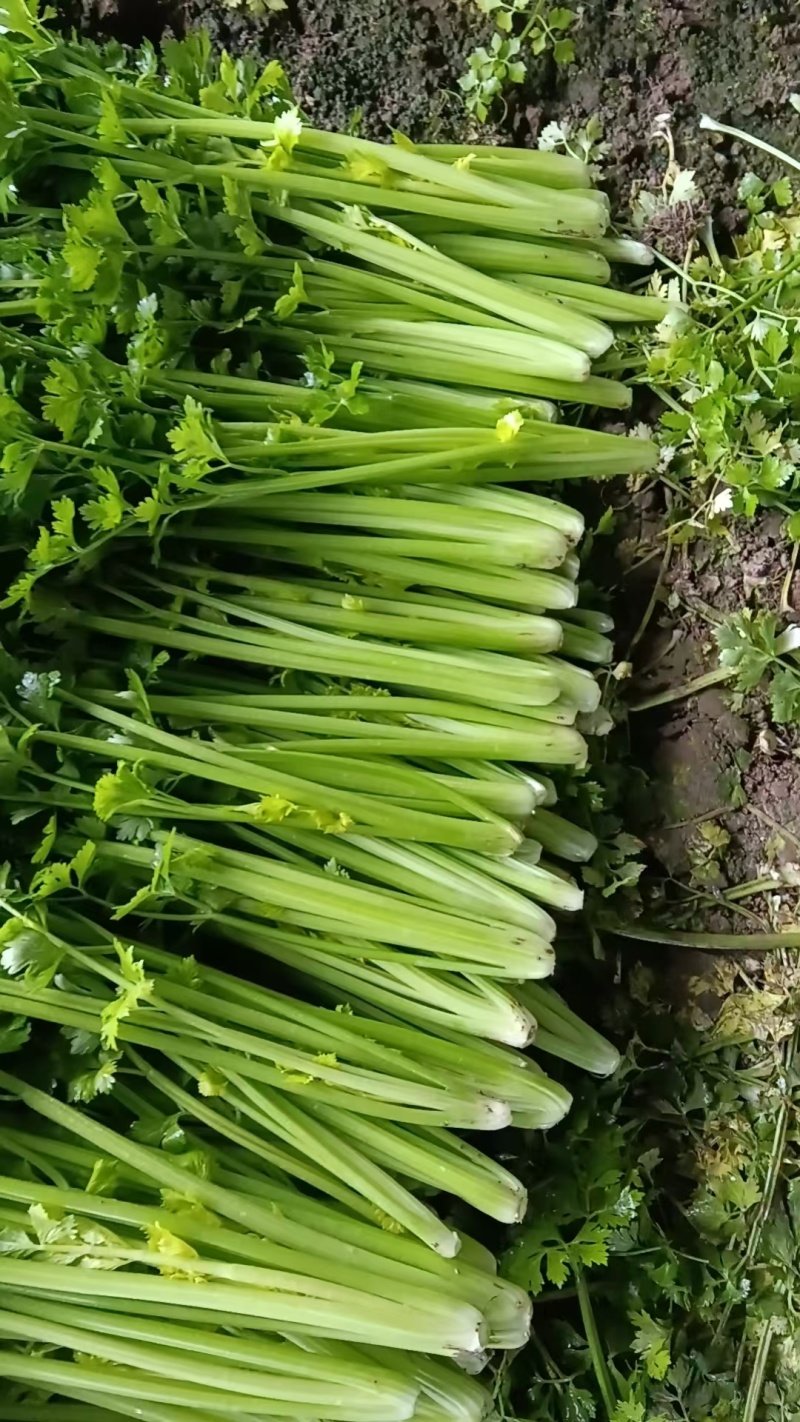 精品芹菜