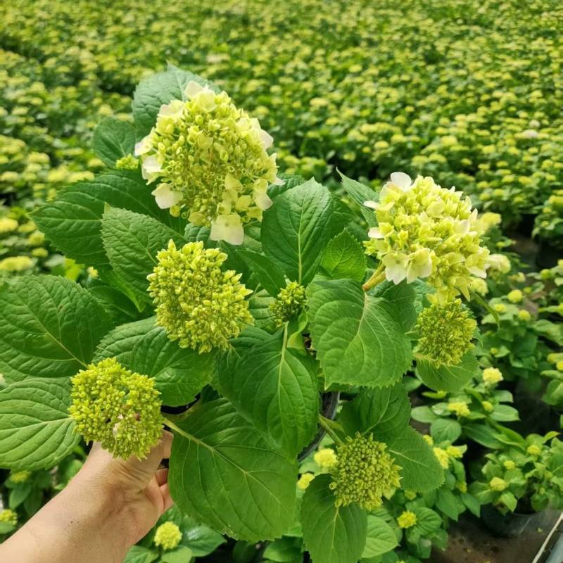 绣球盆栽苗圃直发货源充足规格齐全可视频看货提供技术指导