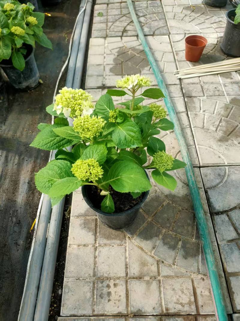 绣球盆栽苗圃直发货源充足规格齐全可视频看货提供技术指导