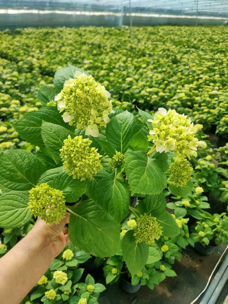 绣球盆栽苗圃直发货源充足规格齐全可视频看货提供技术指导