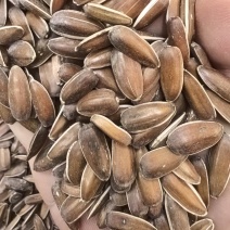 云南红瓜子红皮瓜子甜瓜子红葵花籽大货批发