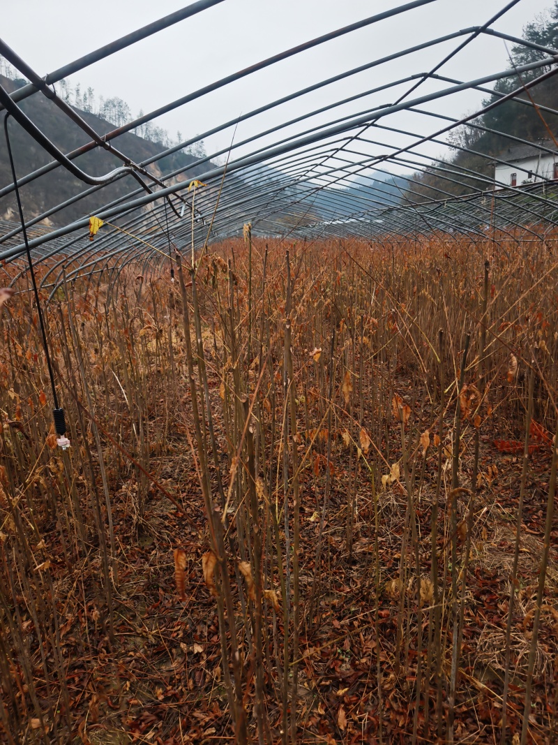 湖北香椿树苗基地直发量大从优价格美丽全国发货