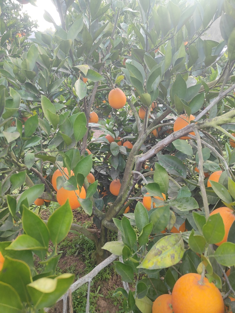 血橙