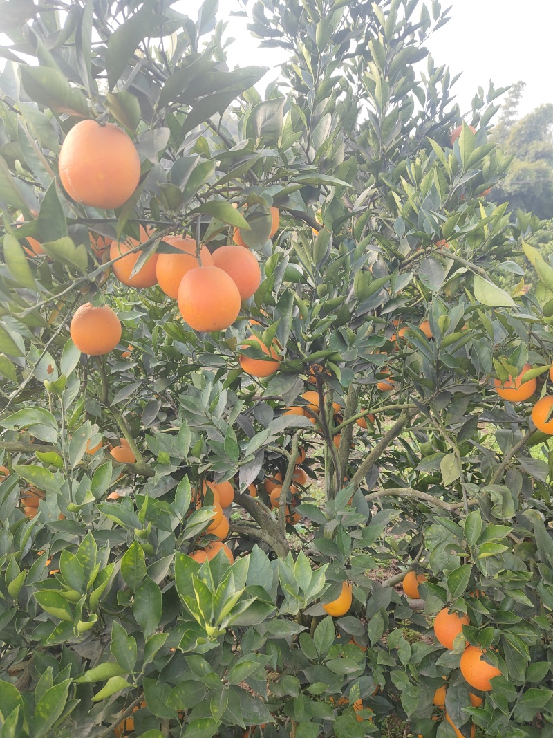 血橙