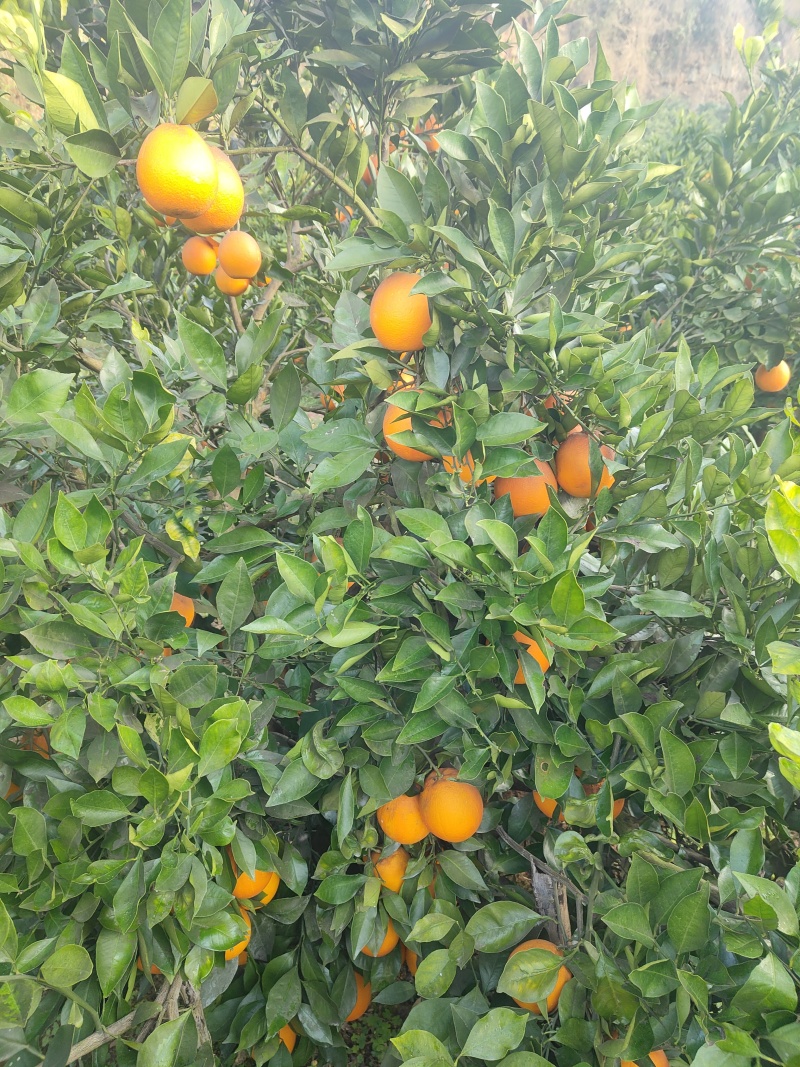 血橙
