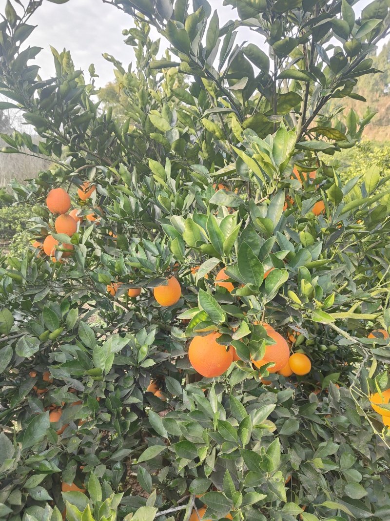 血橙