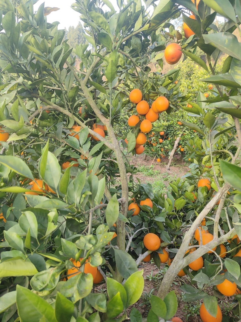 血橙