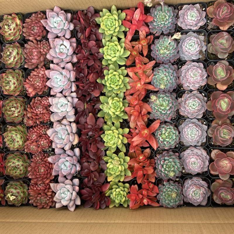 多肉植物盆栽规格齐全货源充足可零售可批发可视频看