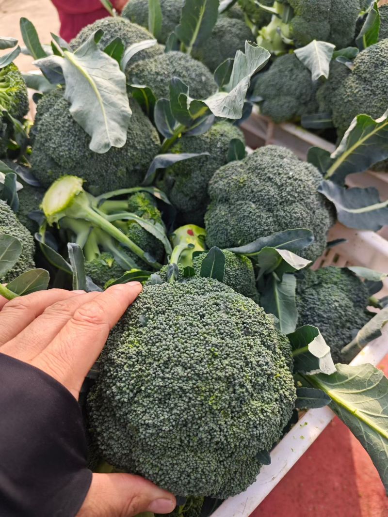 精品西兰花