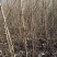 榆树苗，自家种植，3～4公分，一千棵左右