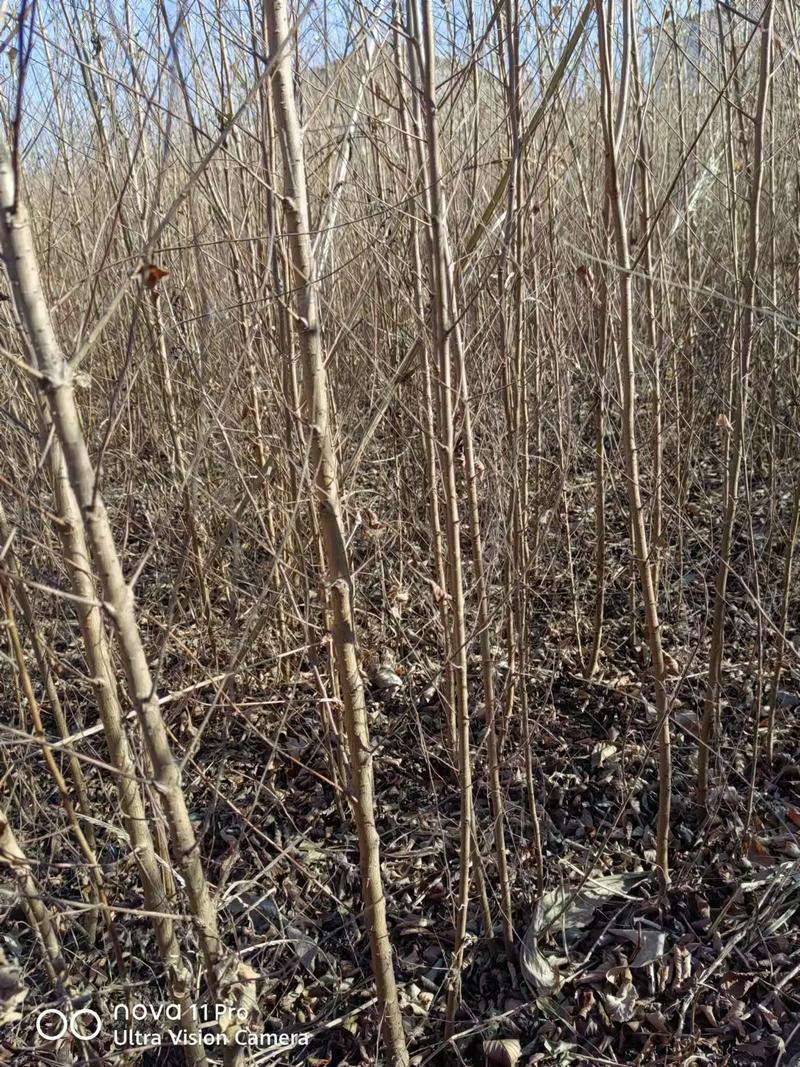 榆树苗，自家种植，3～4公分，一千棵左右