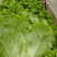 生菜，新鲜现摘意大利生菜