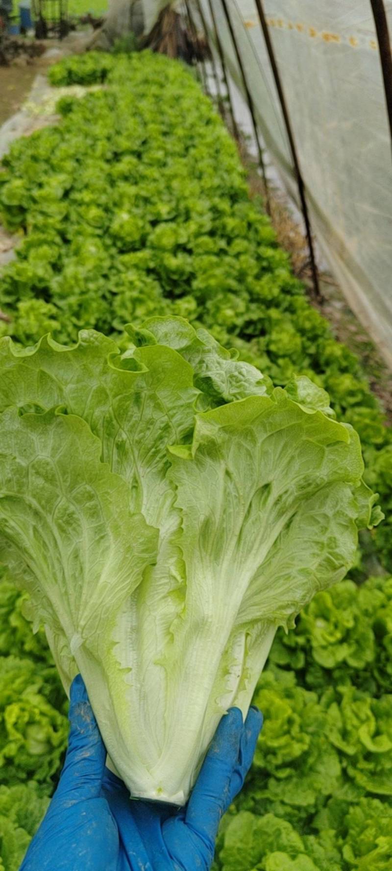 生菜，新鲜现摘意大利生菜