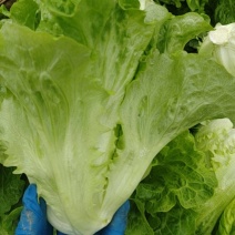 生菜