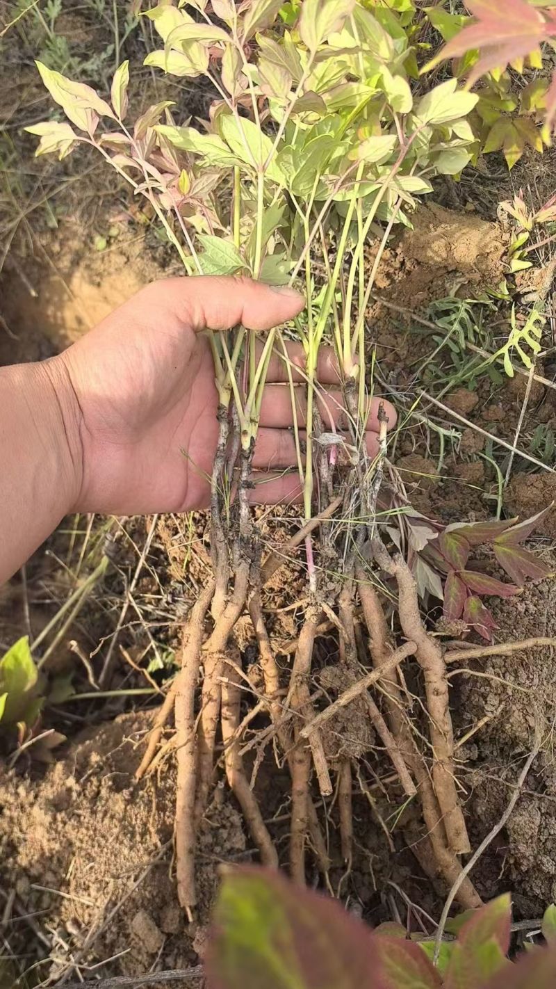 牡丹苗，白牡丹，药用牡丹
