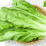 精品油麦菜诚信经营质量保证产地直销
