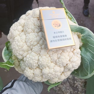 一级松花，个头大小适中，产地直供，货源充足，量大优惠