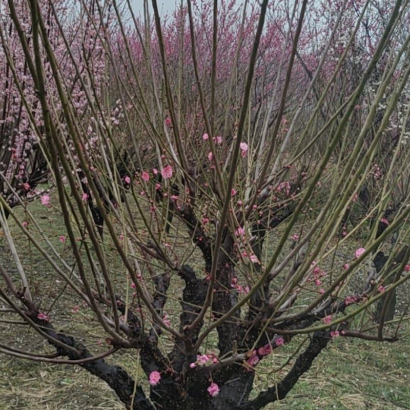 大量出售骨里红梅枝条
