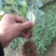 淫羊藿苗