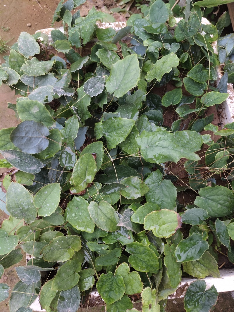 淫羊藿苗